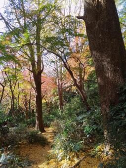 山道の紅葉 紅葉,自然,山の写真素材