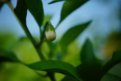Photo, green pepper, vegetables, small, 