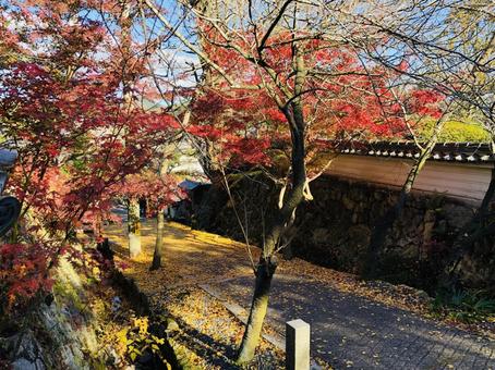 紅葉 もみじ 秋 紅葉 もみじ 秋 の写真