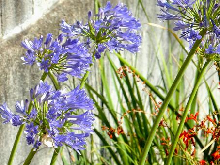 Photo, agapanthus, purple clam, blue, 