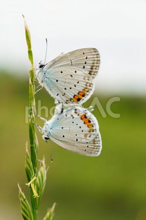 交尾をするシジミチョウ 昆虫,虫,蝶の写真素材