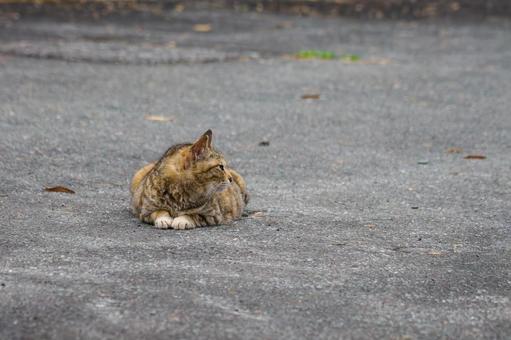 猫(132) 猫(132)の写真