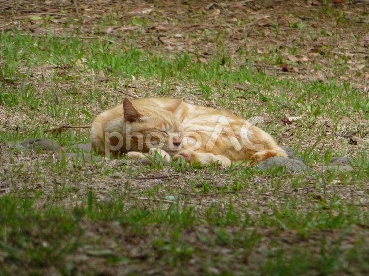 自然公園の草原で居眠りするトラネコ ネコ,柄,毛色の写真素材