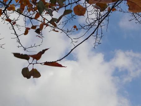 Remaining Autumn Leaves -8, JPG Remaining Autumn Leaves -8, JPG
