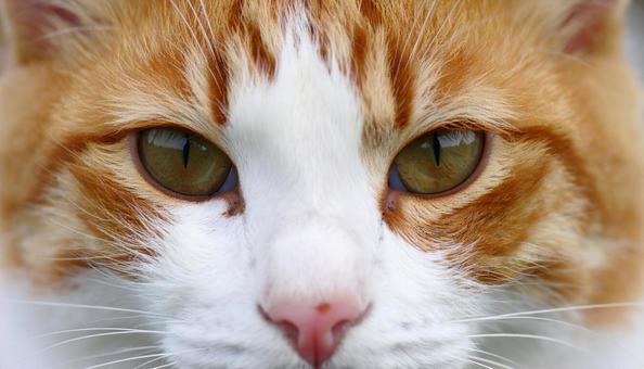 猫のアップ 猫のアップの写真