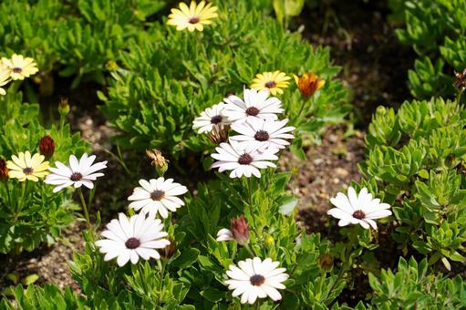 カラフルな花の庭 カラフルな花の庭 花,白い花,黄色い花の写真素材