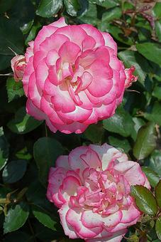 荒牧バラ園660　ニコールの写真