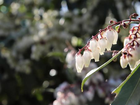 アセビの花をクローズアップ アセビの花をクローズアップの写真