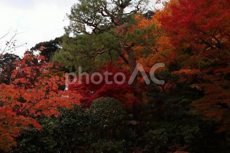 赤、オレンジに染まるカエデの葉 日本,水,壁紙の写真素材