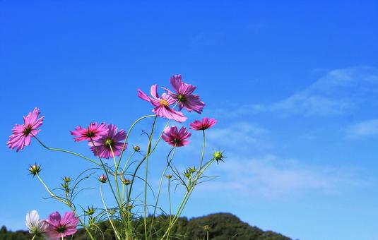 秋晴れの青空に映えるピンクの秋桜の花 秋晴れの青空に映えるピンクの秋桜の花 秋桜,秋,花の写真素材
