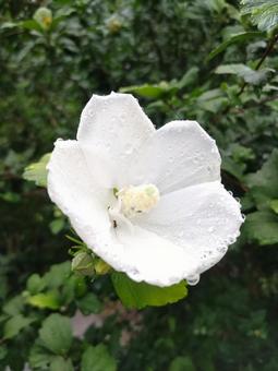 White Rose of Sharon, JPG