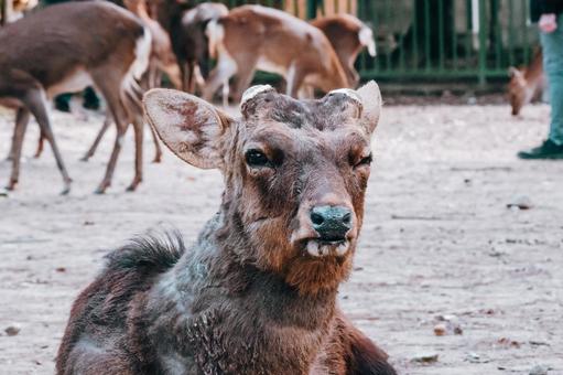 若い者にはまだまだ負けません 鹿,動物,哺乳類の写真素材
