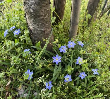 道端に咲く青い花 道端に咲く青い花の写真