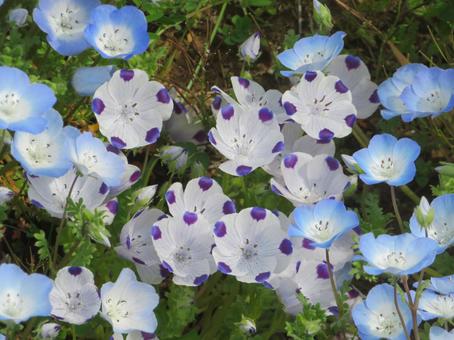 Photo, nemophila, macrata, purple spot, 