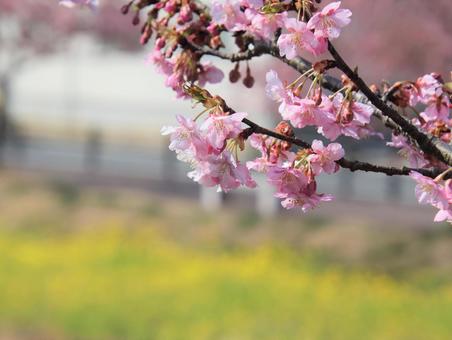 早咲きの河津桜早咲きのが美しいの写真
