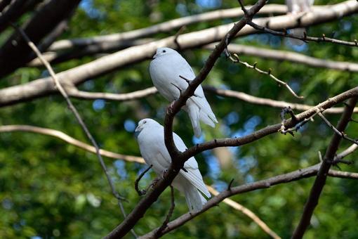 鳩の写真