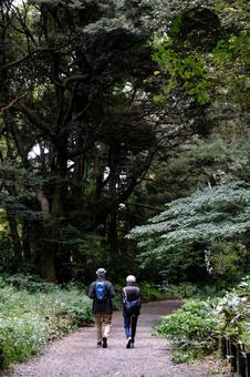 ［季節のイメージ］晩秋｜小雨｜森｜散歩道 自然教育園,白金台,港区の写真素材
