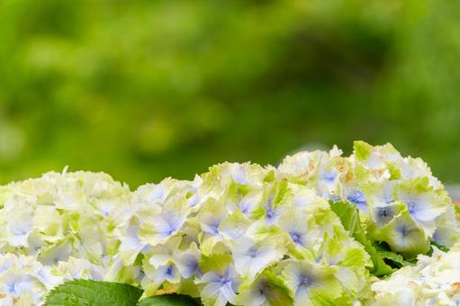 淡彩に浮かぶ紫陽花 淡彩に浮かぶ紫陽花の写真