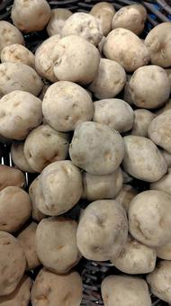 じゃがいも じゃがいも,新じゃが,野菜の写真素材