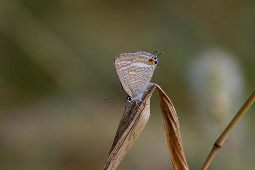 可愛いウラナミシジミ ウラナミシジミ,チョウ,蝶の写真素材