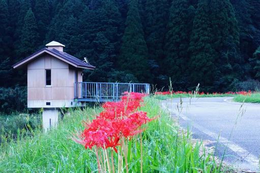 道沿いに咲く彼岸花 道沿いに咲く彼岸花 彼岸花,風景,花の写真素材