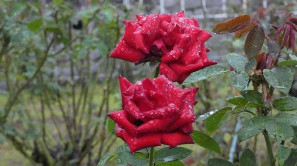 バラ園(2) バラ園(2)の写真