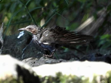 水浴び後羽を振るうヒヨドリ 水浴び後羽を振るうヒヨドリの写真