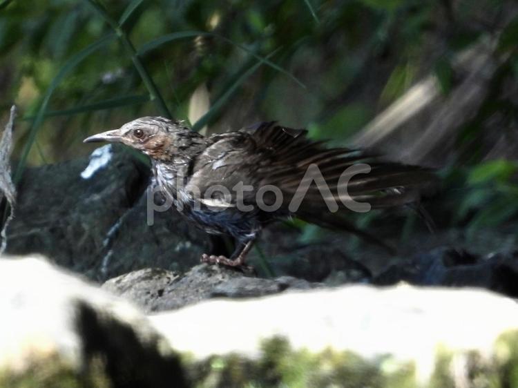 水浴び後羽を振るうヒヨドリ 鳥,野鳥,ヒヨドリの写真素材