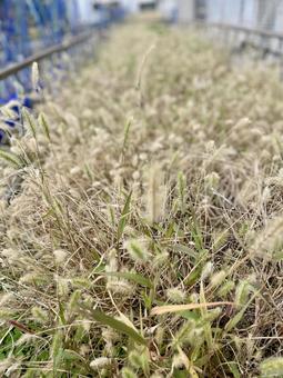 猫じゃらし ネコじゃらし,猫じゃらし,草の写真素材