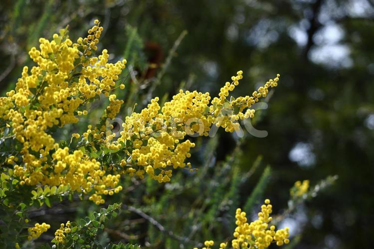 人の心を温かくする存在感 ミモザ,花,マメ科の植物の写真素材