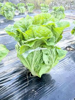 畑で育つ白菜 白菜,家庭菜園,自給自足の写真素材