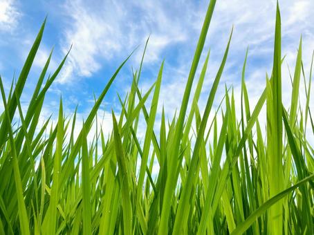 青々と育った夏の稲と澄み切った青空 青々と育った夏の稲と澄み切った青空 稲,稲穂,青いの写真素材