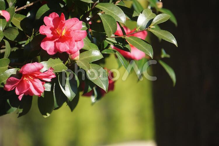 さざんか サザンカ,さざんか,山茶花の写真素材
