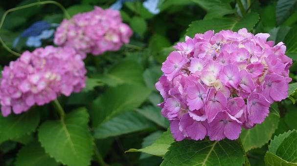 紫陽花 紫陽花の写真