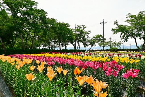 色鮮やかな満開のゆり園 色鮮やかな満開のゆり園の写真