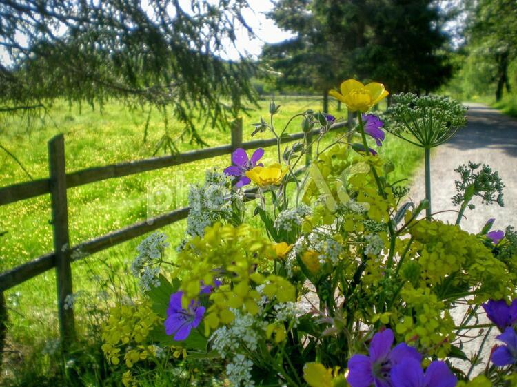 北欧の草花 北欧,スウェーデン,花の写真素材