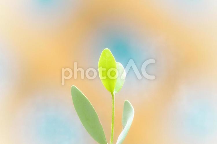 すくすく育つ若葉の春らしい明るい画像 若葉,青葉,春の写真素材