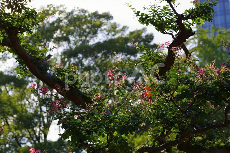 百日紅の木 百日紅,花,小石川後楽園の写真素材