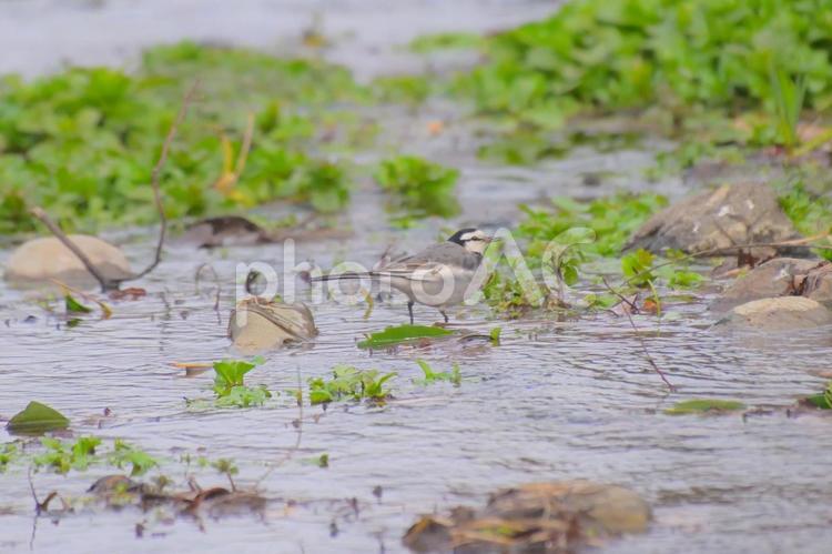 水辺にいつハクセキレイ 鳥,小鳥,ハクセキレイの写真素材