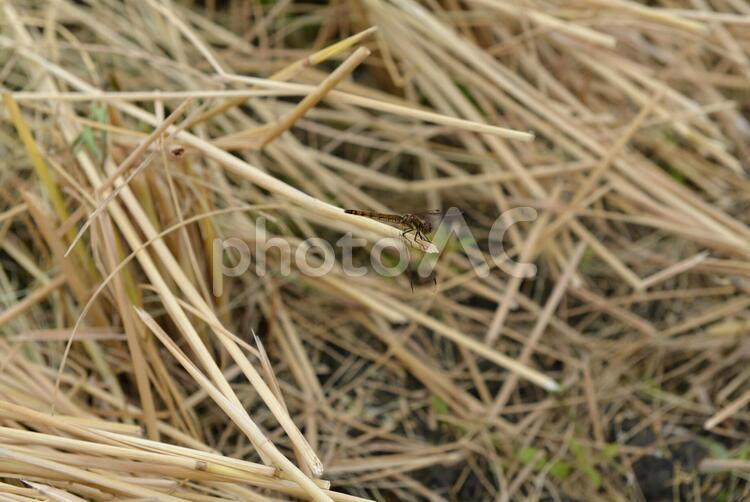 稲刈り直後の田んぼに止まるトンボ01 トンボ,藁,稲刈りの写真素材