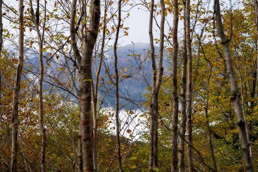 三ツ石山 紅葉のグラデーション 秋,紅葉,黄葉の写真素材
