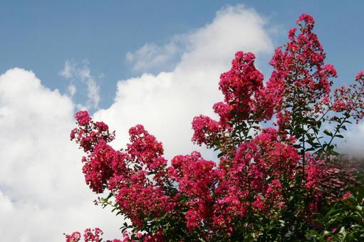 サルスベリ・猿滑り　咲く風景 サルスベリ,花木,夏の写真素材