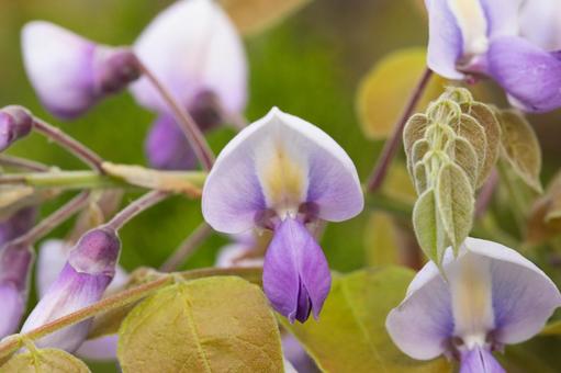 藤の花 クローズアップ 藤の花 クローズアップ 藤,藤の花,紫の写真素材