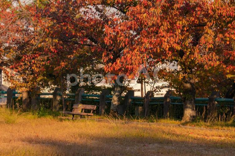 秋を感じる風景 快晴,木,植物の写真素材