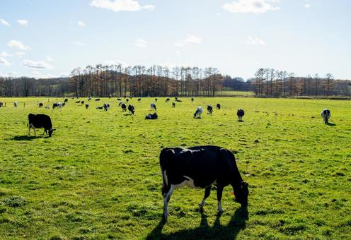 牧草地に放牧された牛たちの静かな日常 牛,草原,乳牛の写真素材