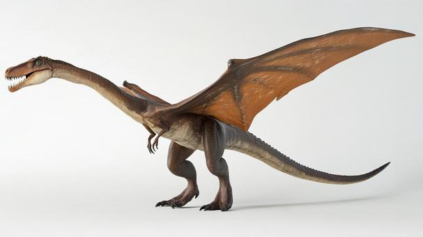 ディモルフォドンのイメージ1の写真