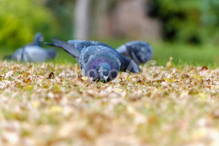 落ち葉の中で餌を探すハトたち ハト,鳥,野鳥の写真素材