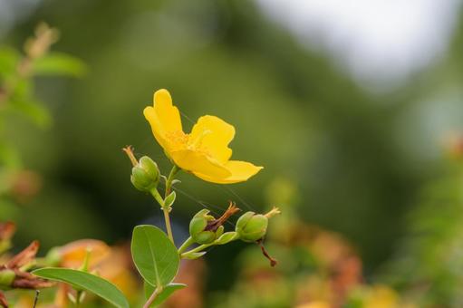 曇り空に映えるヒペリカムの花 曇り空に映えるヒペリカムの花 ヒペリカム,花,黄色の写真素材