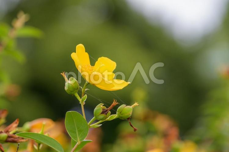 曇り空に映えるヒペリカムの花 ヒペリカム,花,黄色の写真素材