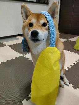 頭におもちゃを乗せてお座りする柴犬 頭におもちゃを乗せてお座りする柴犬の写真